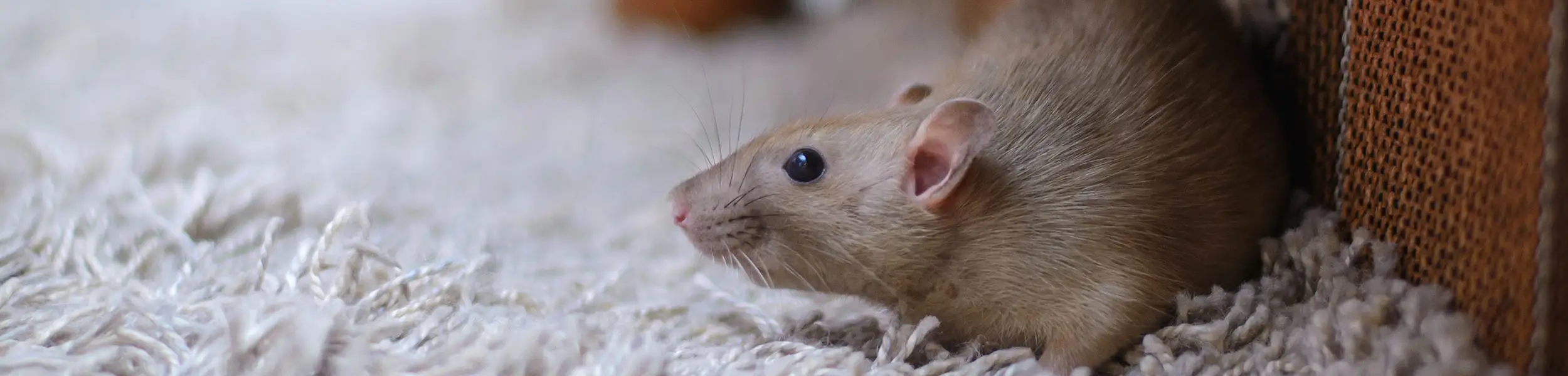 Mouse scrawling over a white shag carpet 