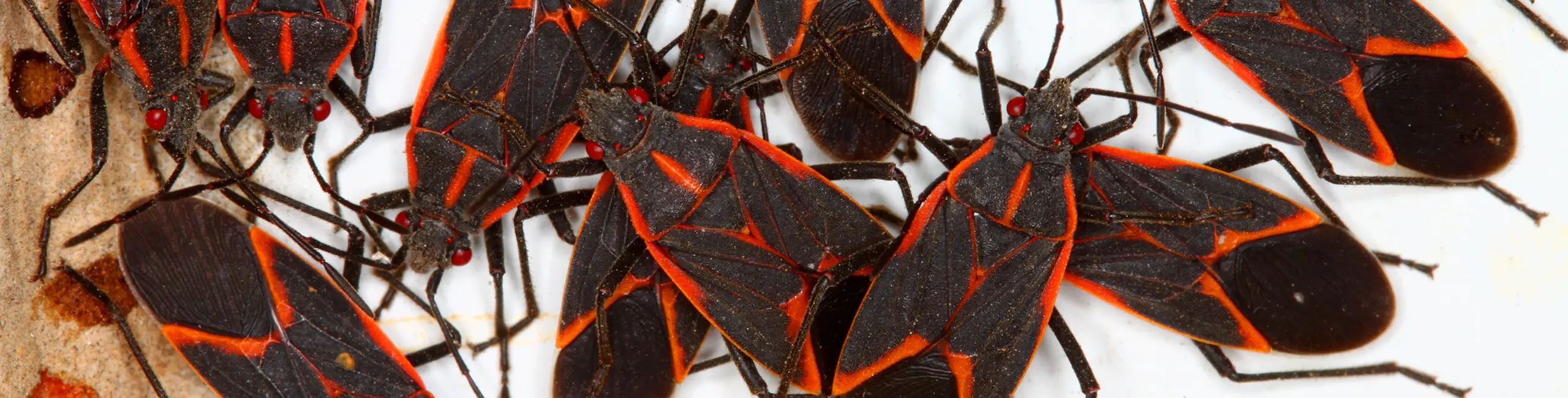 A swarm of boxelder bugs closeup