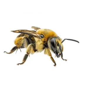 Solitary Ground Bee on a White Background