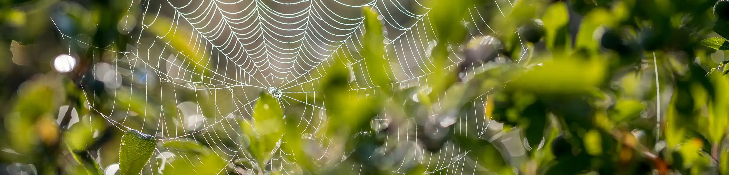 Spider web in a tree