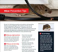 Mice Prevention Tips