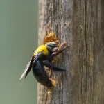 Closeup of a carpenter bee drilling holes in a piece of wood