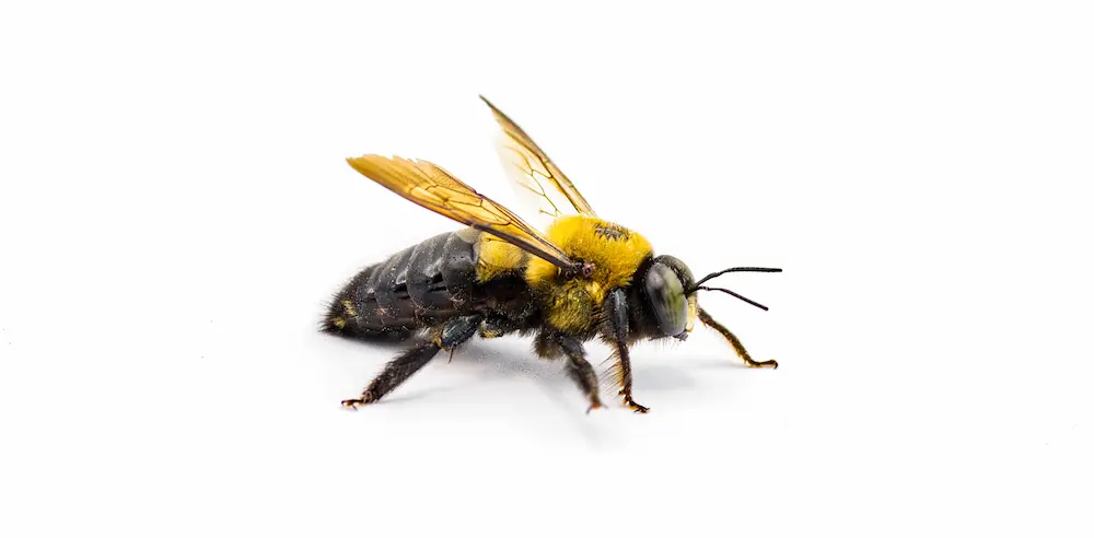 Closeup of a carpenter bee on a white background