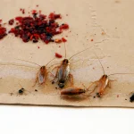 Multiple insects trapped on sticky paper as early warning sign and ongoing plan for how to prevent german cockroaches
