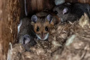 rodents that have nested in an attic