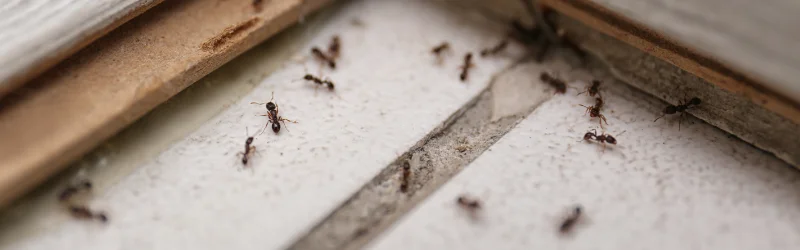 Ants moving across a hotel floor, ready for Terminix Anderson Hospitality Pest Control.