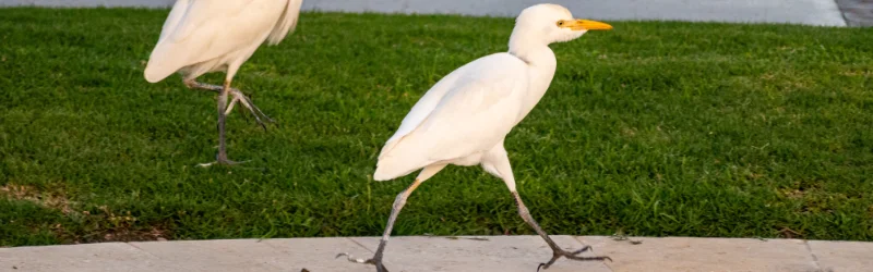 Birds walking across a hotel pool outdoors, ready for Terminix Anderson Hospitality Pest Control.