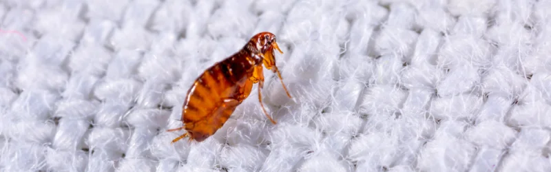 Flea crawling across a hotel bedsheet, ready for Terminix Anderson Hospitality Pest Control.