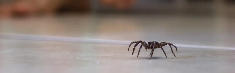 Spider crawling across a hotel residents bathroom floor, ready for Terminix Anderson Hospitality Pest Control.