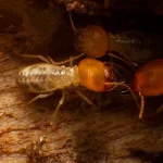 An extreme macro close-up of several termites, including a soldier with a large orange head and a worker with a translucent body, crawling inside a piece of weathered wood.
