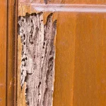 Close-up of a damaged wooden door panel where the outer layer has been removed to reveal a network of intricate termite galleries.