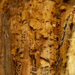 Close up of of a piece of wood with chew marks across the surface