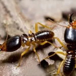 A high-detail close-up of two soldier termites on a piece of wood. They feature distinctive, oversized rectangular heads in a dark mahogany color with prominent, sharp black mandibles (pincers) used for defense.
