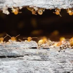A close-up shot of several termites emerging from a horizontal crevice in a piece of weathered, grey wood.