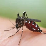 Close-up of a black and white striped mosquito biting human skin and consuming blood.
