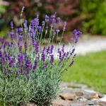 A lavender bush in a backyard