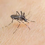 Close up of a mosquito on a person's skin
