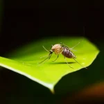 Mosquito resting on a bright green leaf while searching for plant nectar to eat.