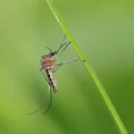 Close up of a mosquito on a blade of grass