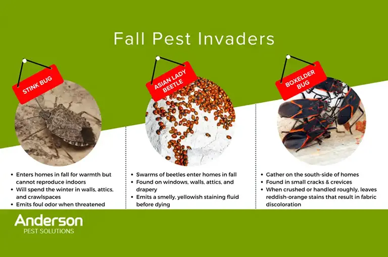 Common fall pest invaders in Illinois