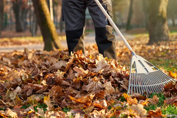 Raking leaves in yard. Cleaning up your yard and removing debris can help prevent fall pests.