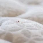 A single bed bug crawling across the surface of a white, quilted mattress.