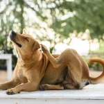 A tan dog sitting outdoors and scratching its ear, representing concerns about whether pets can spread bed bugs.