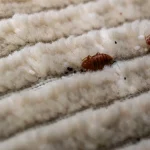 Close-up of adult bed bugs, white eggs, and dark fecal spots hiding in the textured fibers of a light-colored carpet.