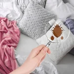 A magnifying glass held over a bed revealing an illustration of adult and nymph bed bugs to show what to look for.
