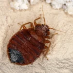 Extreme macro close-up of an adult bed bug showing its flat, oval-shaped, and reddish-brown body.
