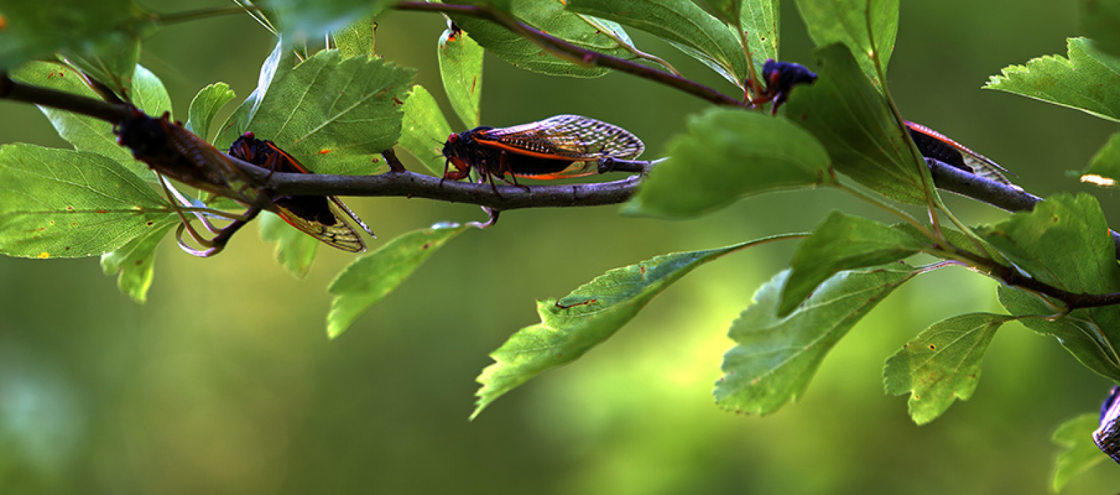 Anderson Pest Solutions Blog All About Pests in Illinois & Indiana